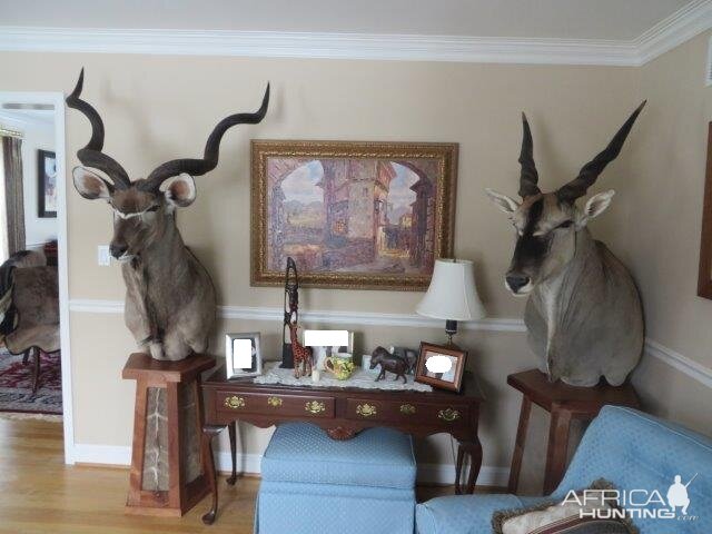 Kudu & Eland Pedestal Mounts Taxidermy