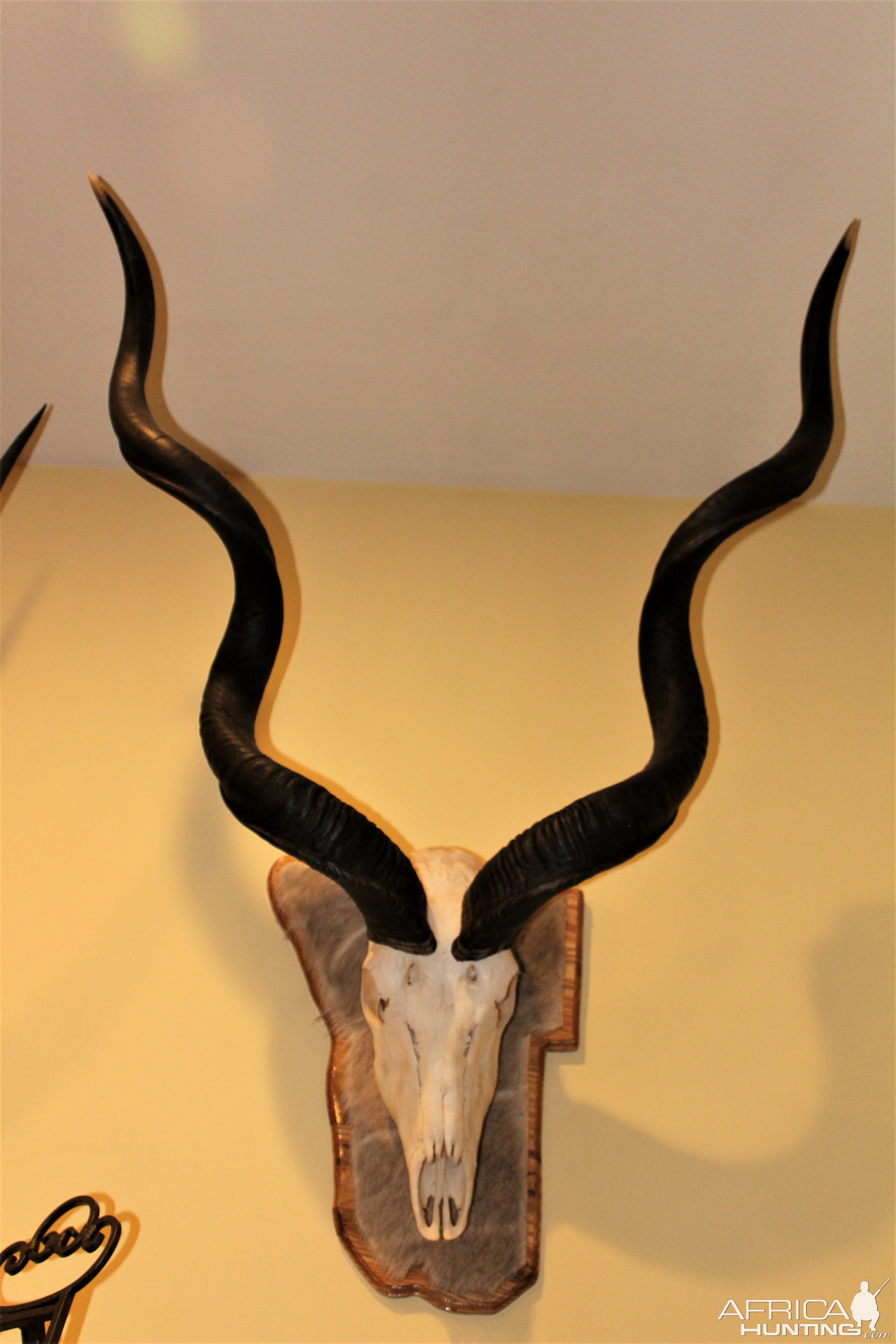 Kudu European Skull Mounts