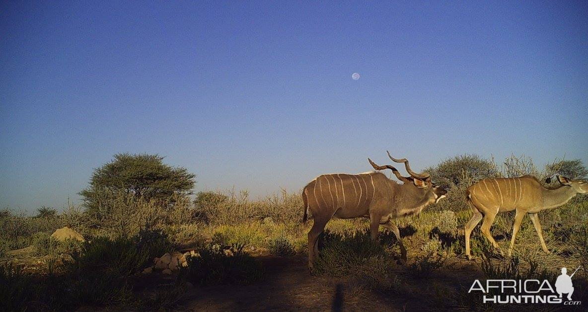 Kudu & Female Kudu Trail Cam Pictures Namibia