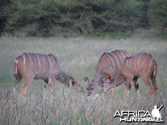 Kudu females in Namibia