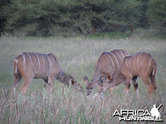 Kudu females in Namibia