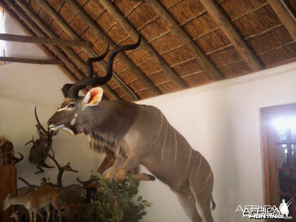 Kudu full mount 59 3/4 inches
