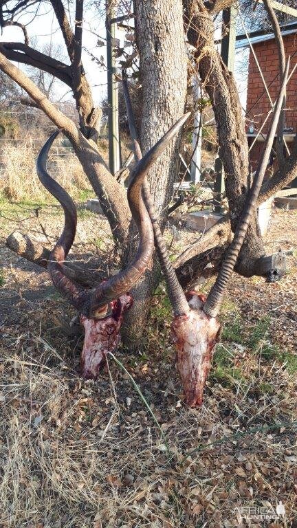 Kudu & Gemsbok Hunt Free State South Africa