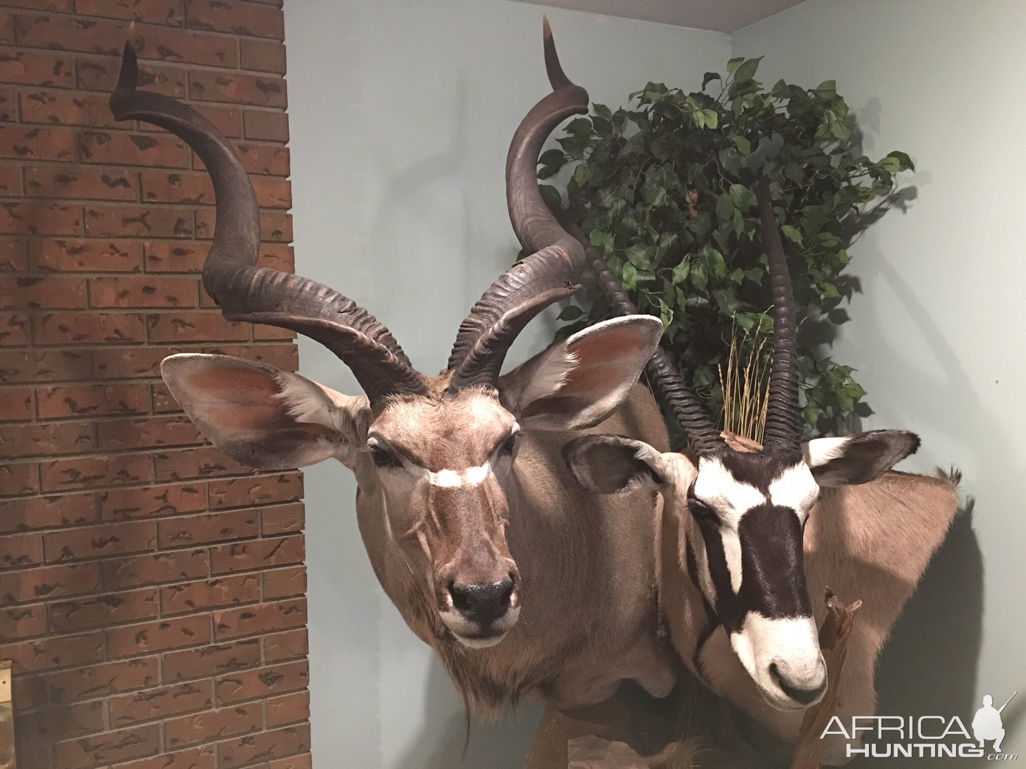 Kudu & Gemsbok Shoulder Mount Pedestal Taxidermy