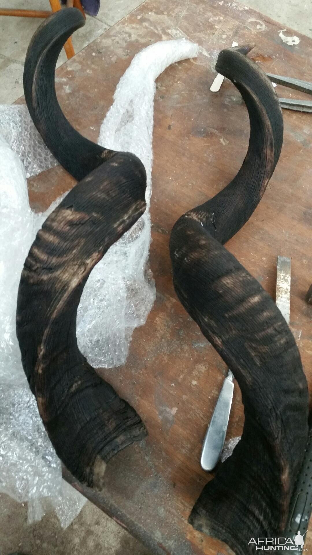 Kudu Horn Restoration