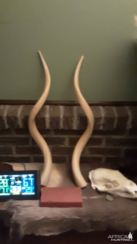 Kudu Horns Taxidermy