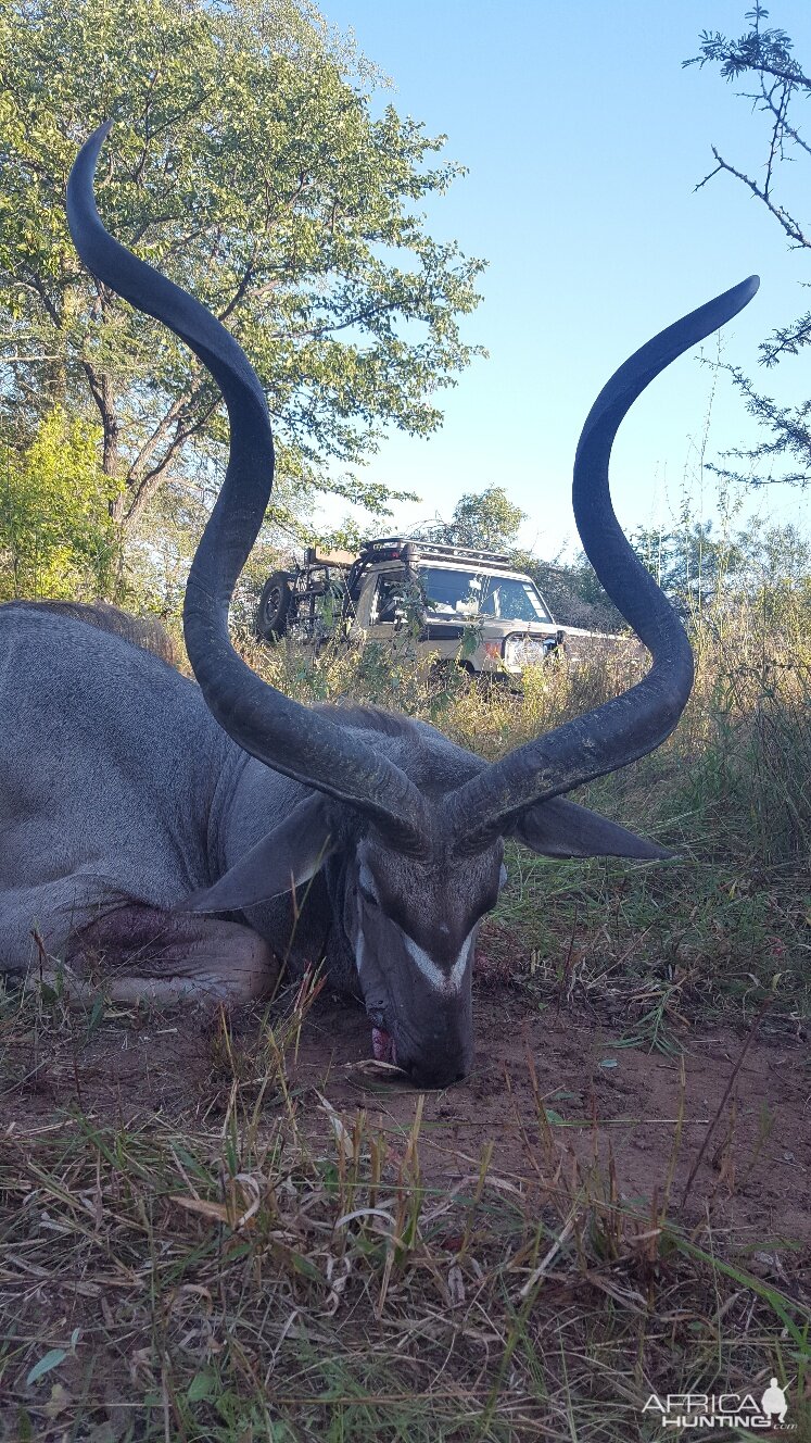 Kudu Hunt in Zimbabwe