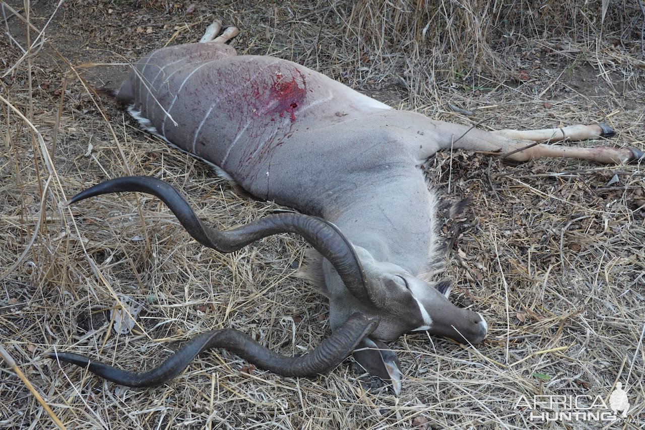 Kudu Hunt Mozambique