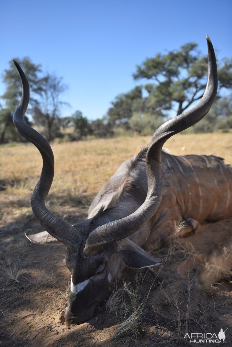 Kudu Hunt Namibia