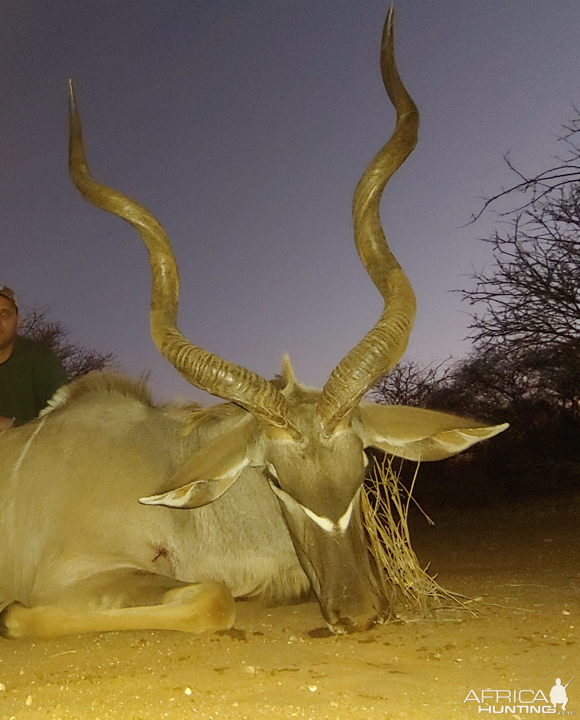 Kudu Hunt South Africa