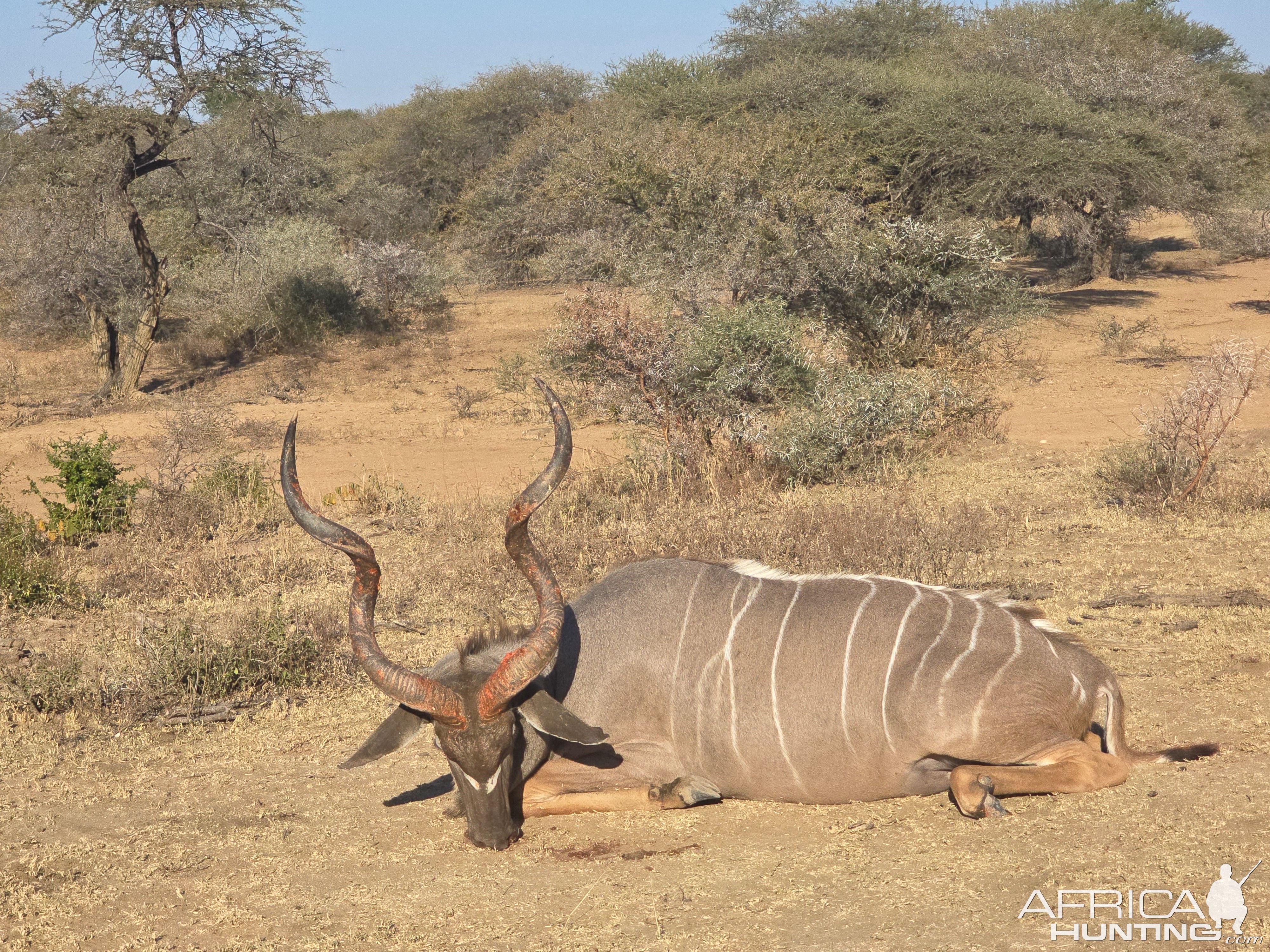 Kudu Hunt South Africa