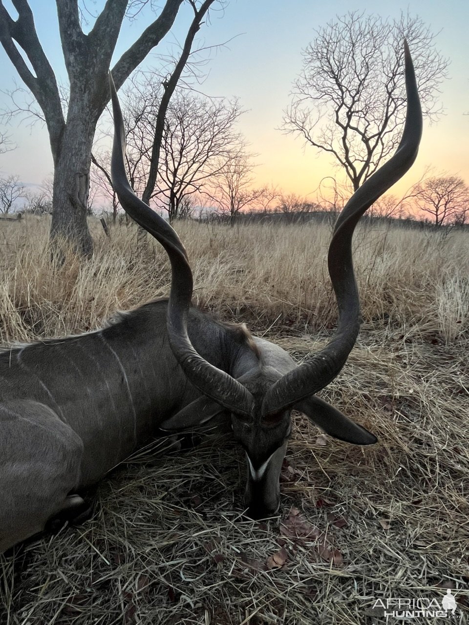 Kudu Hunt Zimbabwe