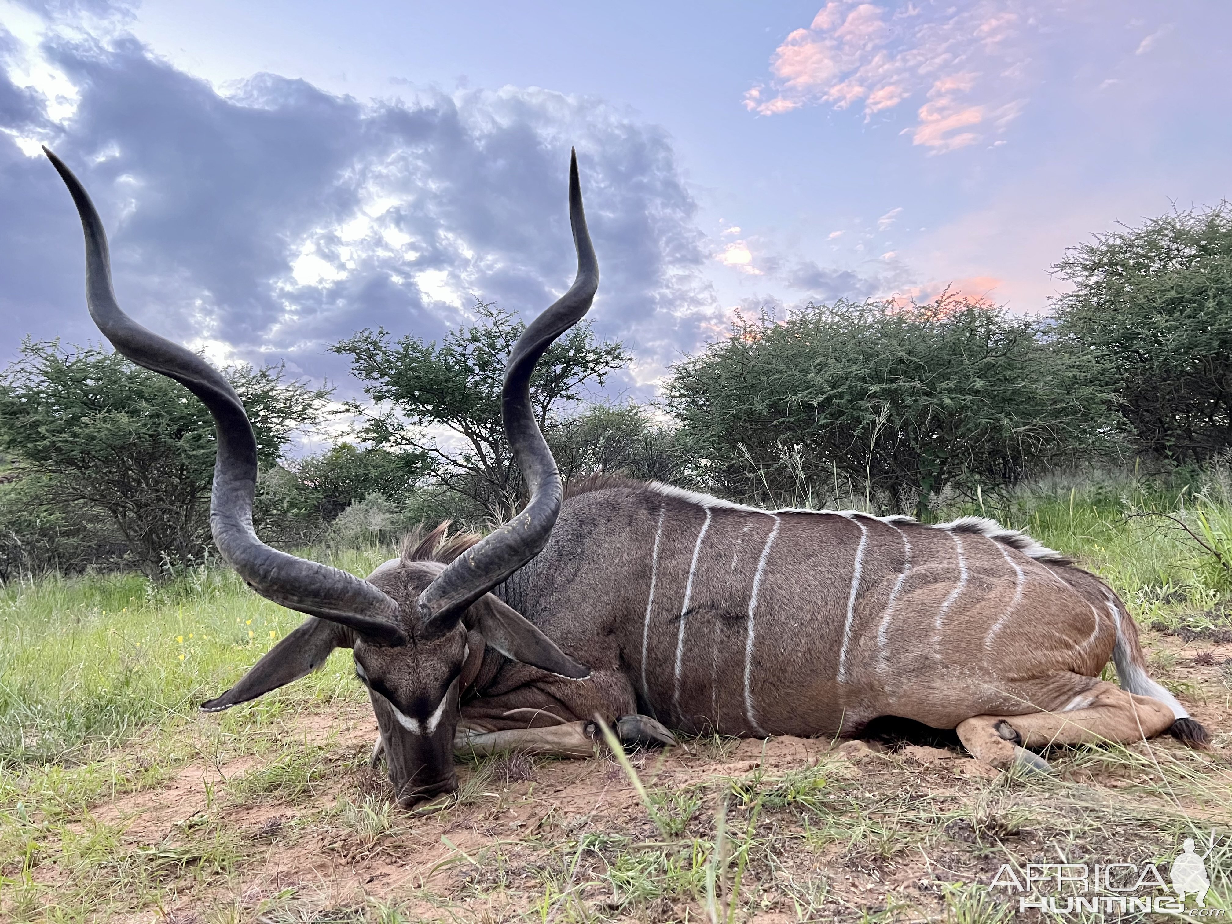 Kudu hunted with Zana Botes Safari
