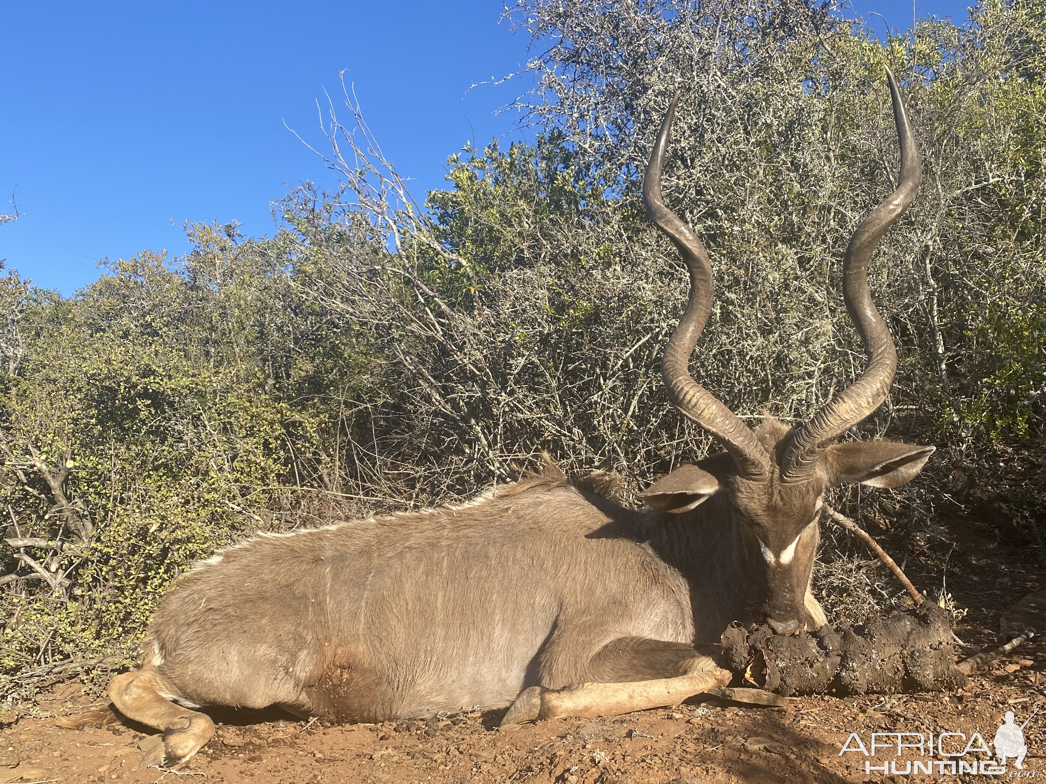 Kudu Hunting Eastern Cape South Africa