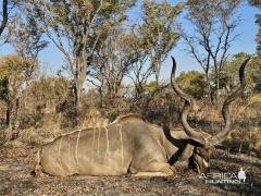 Kudu Hunting Namibia