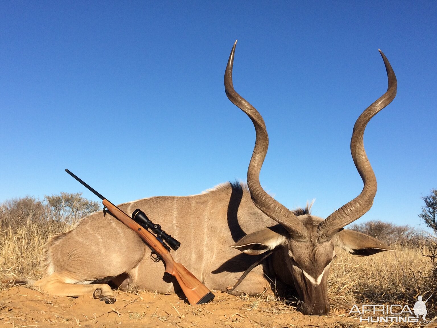 Kudu Hunting South Africa