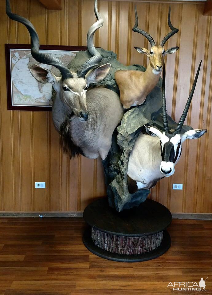 Kudu, Impala& Gemsbok Shoulder Mount Pedestal Combo Taxidermy