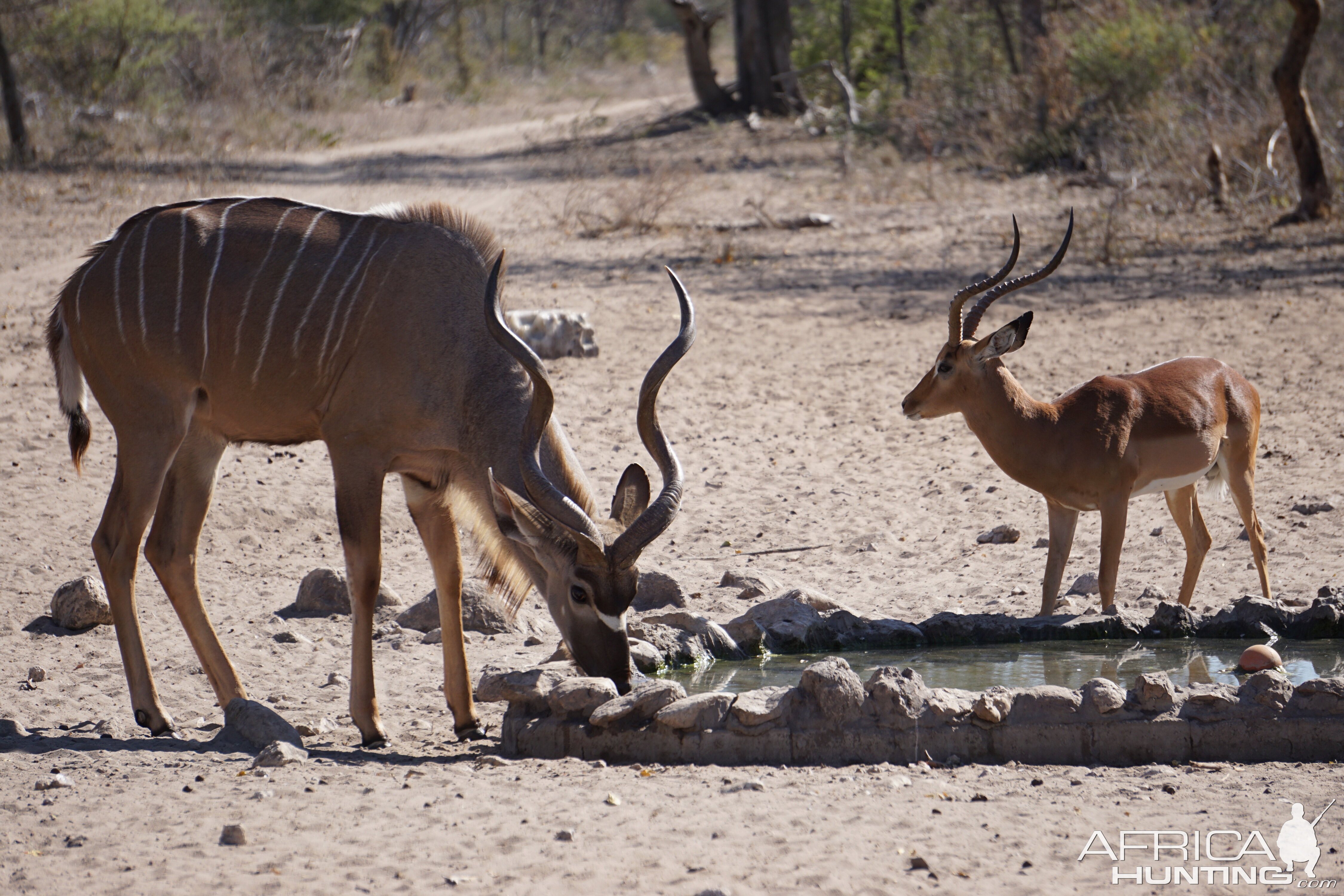 Kudu & Impala Namibia