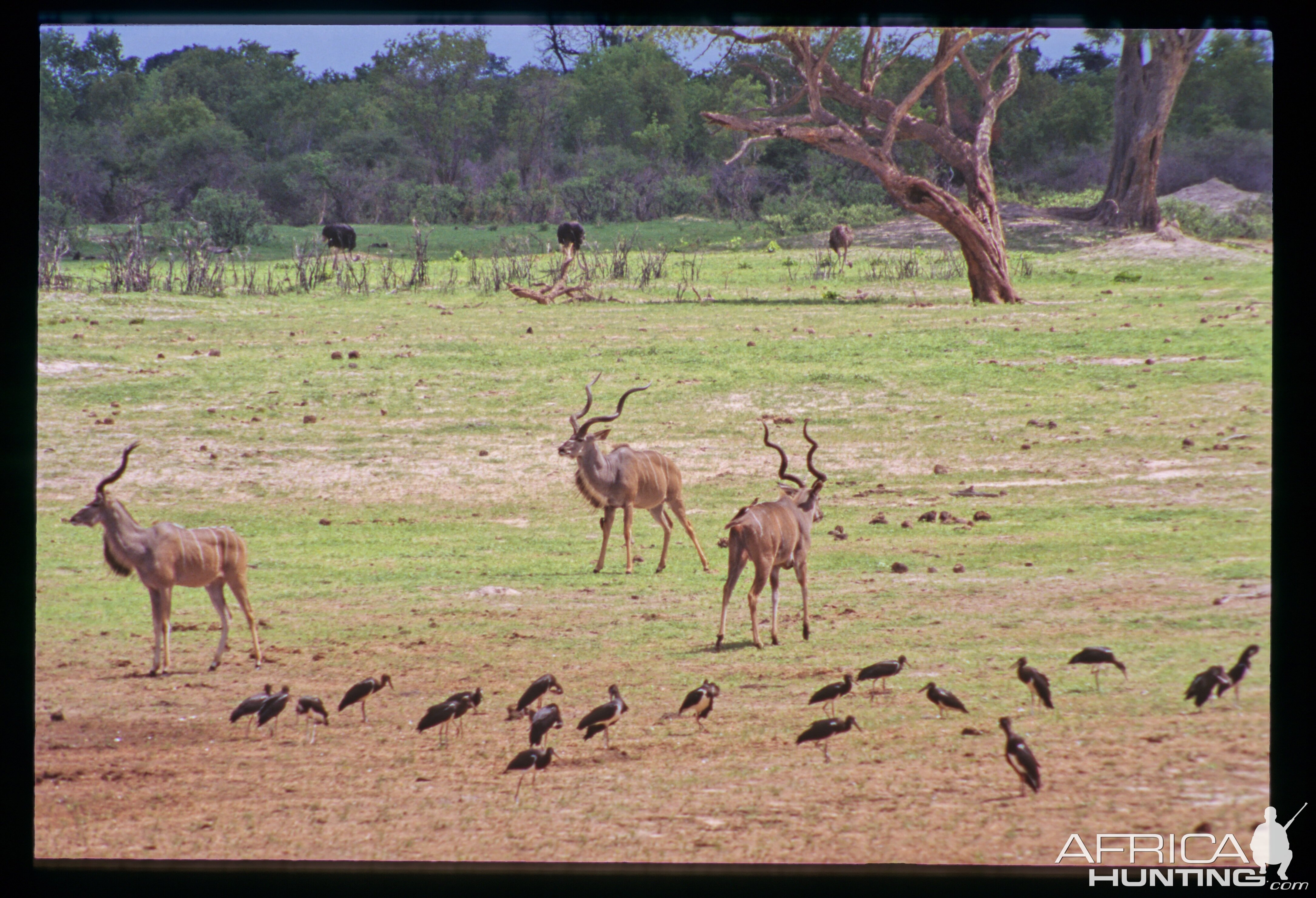 Kudu in Hwange National Park Zimbabwe