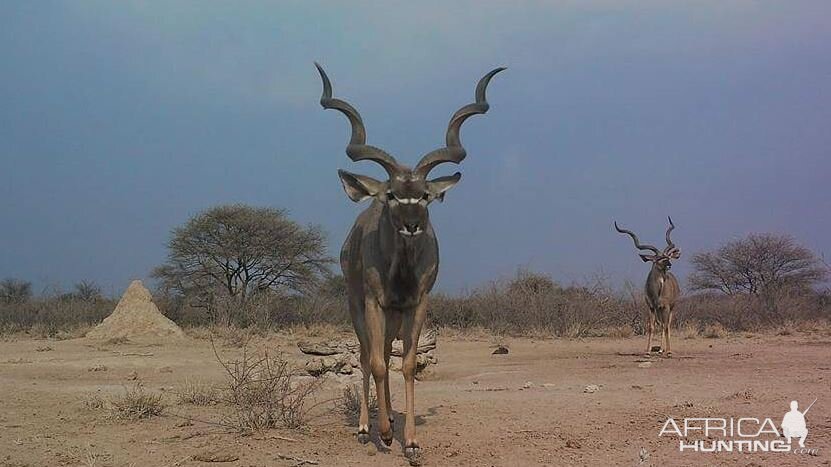 Kudu in Namibia