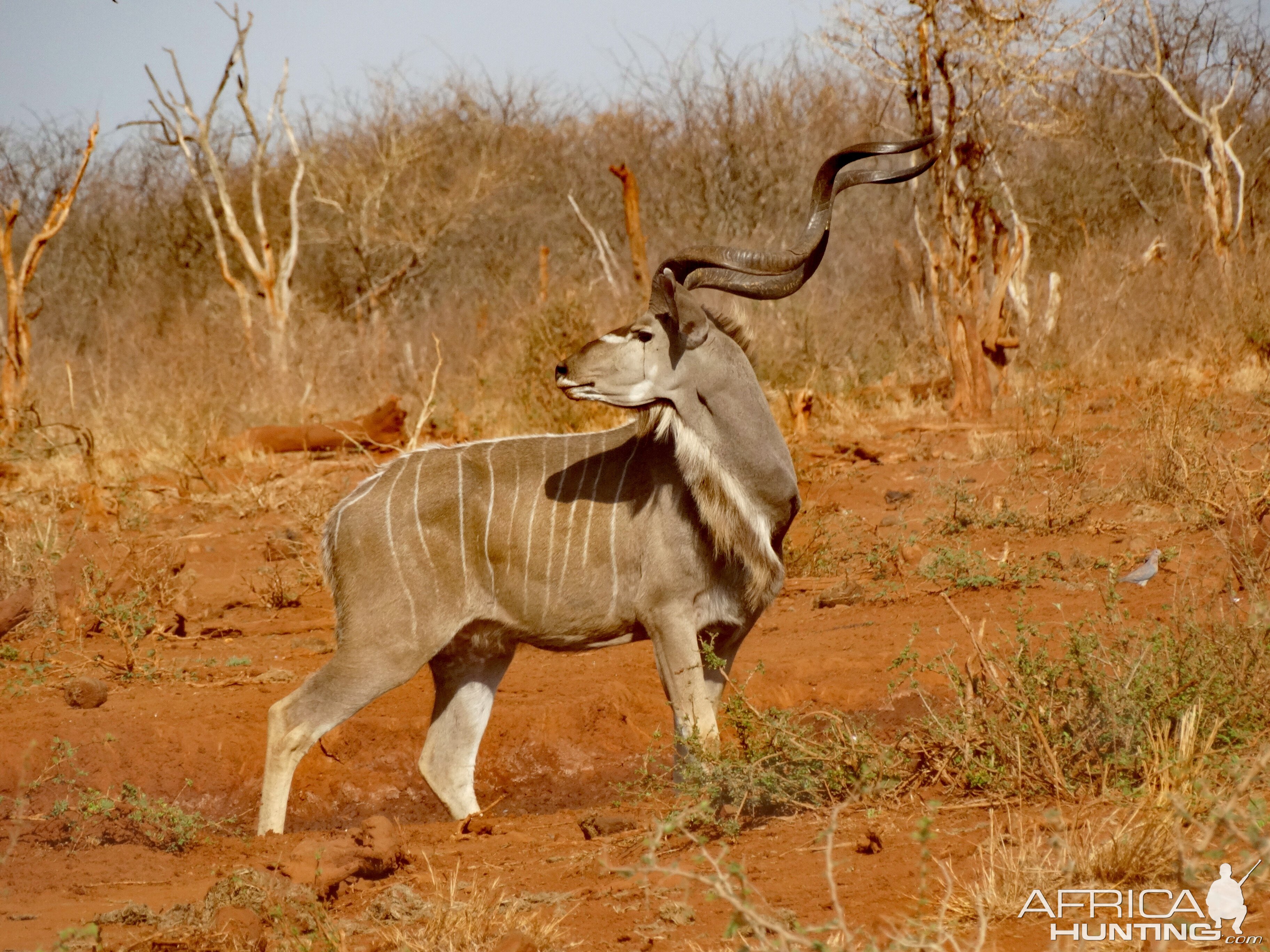 Kudu in South Africa