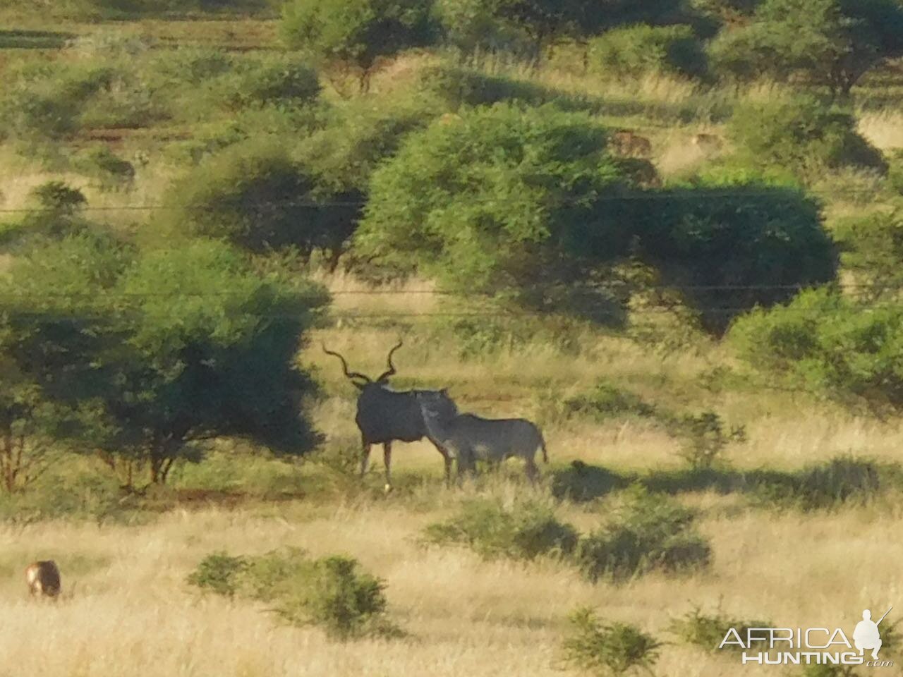 Kudu in South Africa