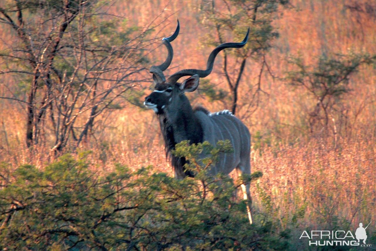 Kudu in South Africa