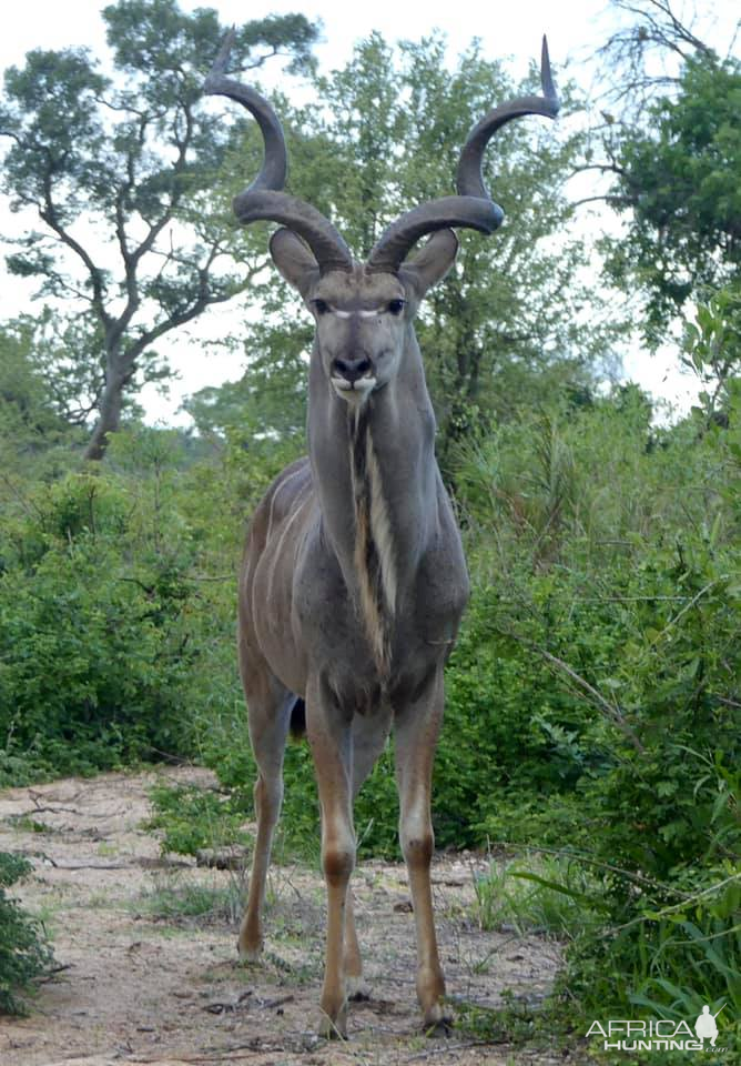 Kudu in the Kruger National Park South Africa