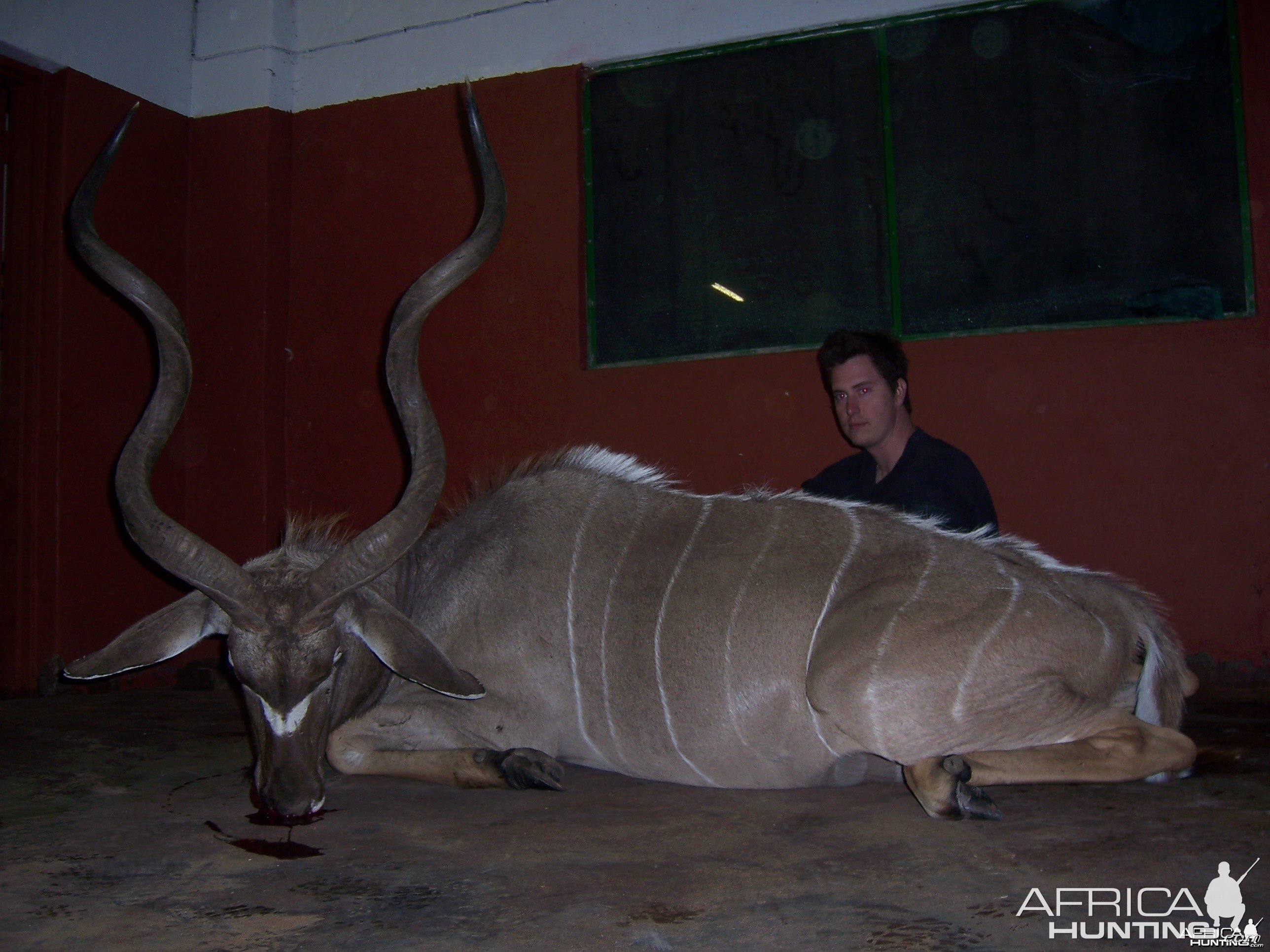 Kudu in the skinning shed