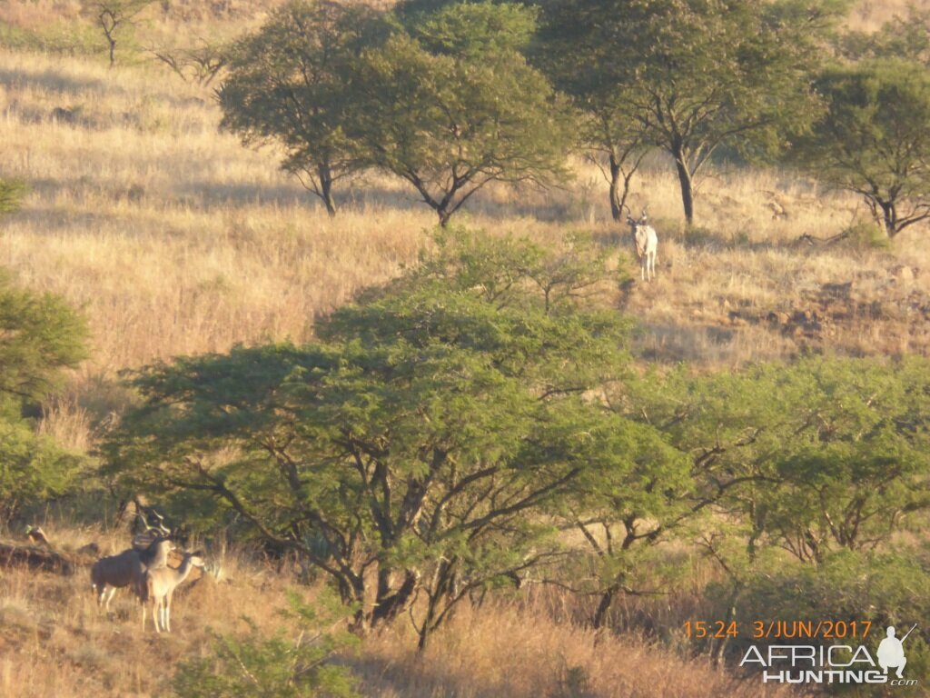 Kudu KwaZulu-Natal