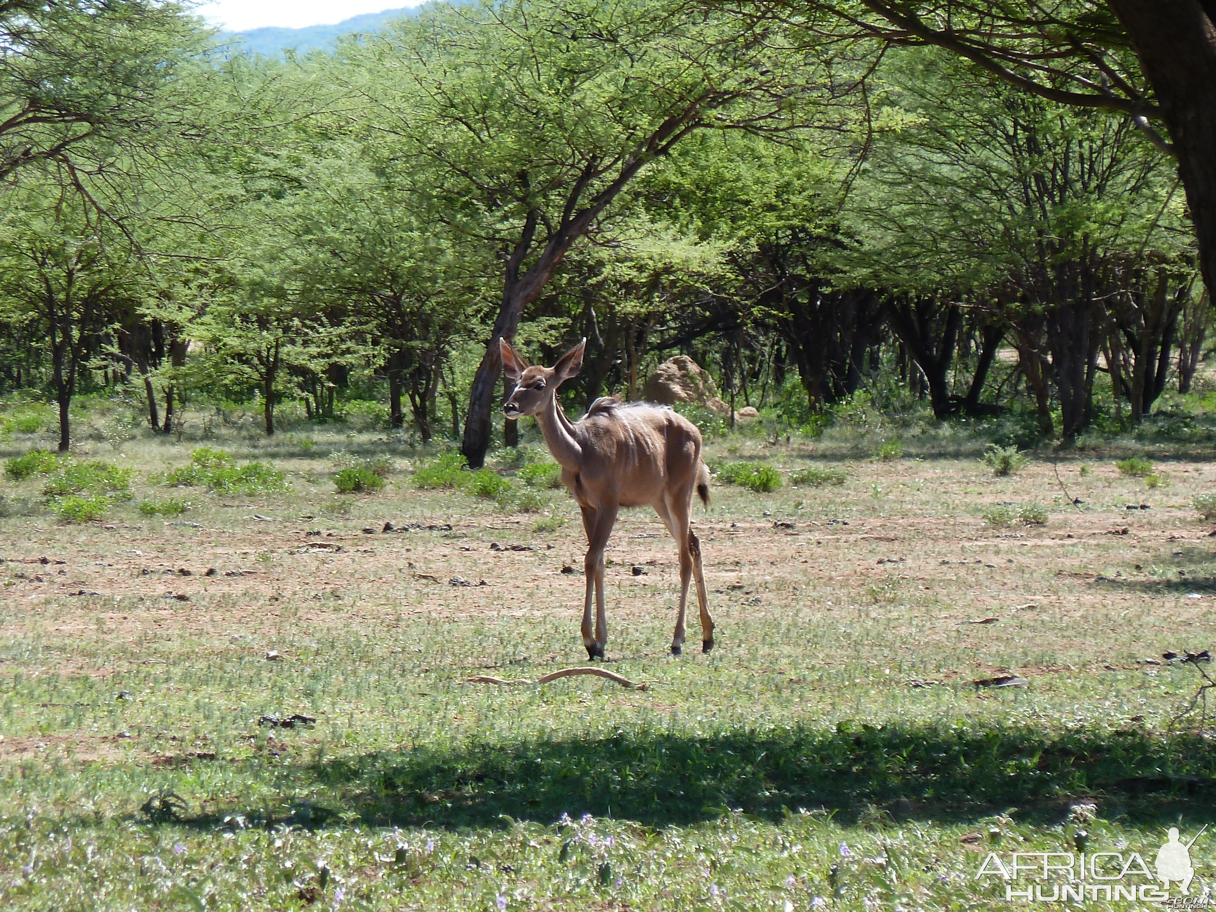 Kudu Namibia