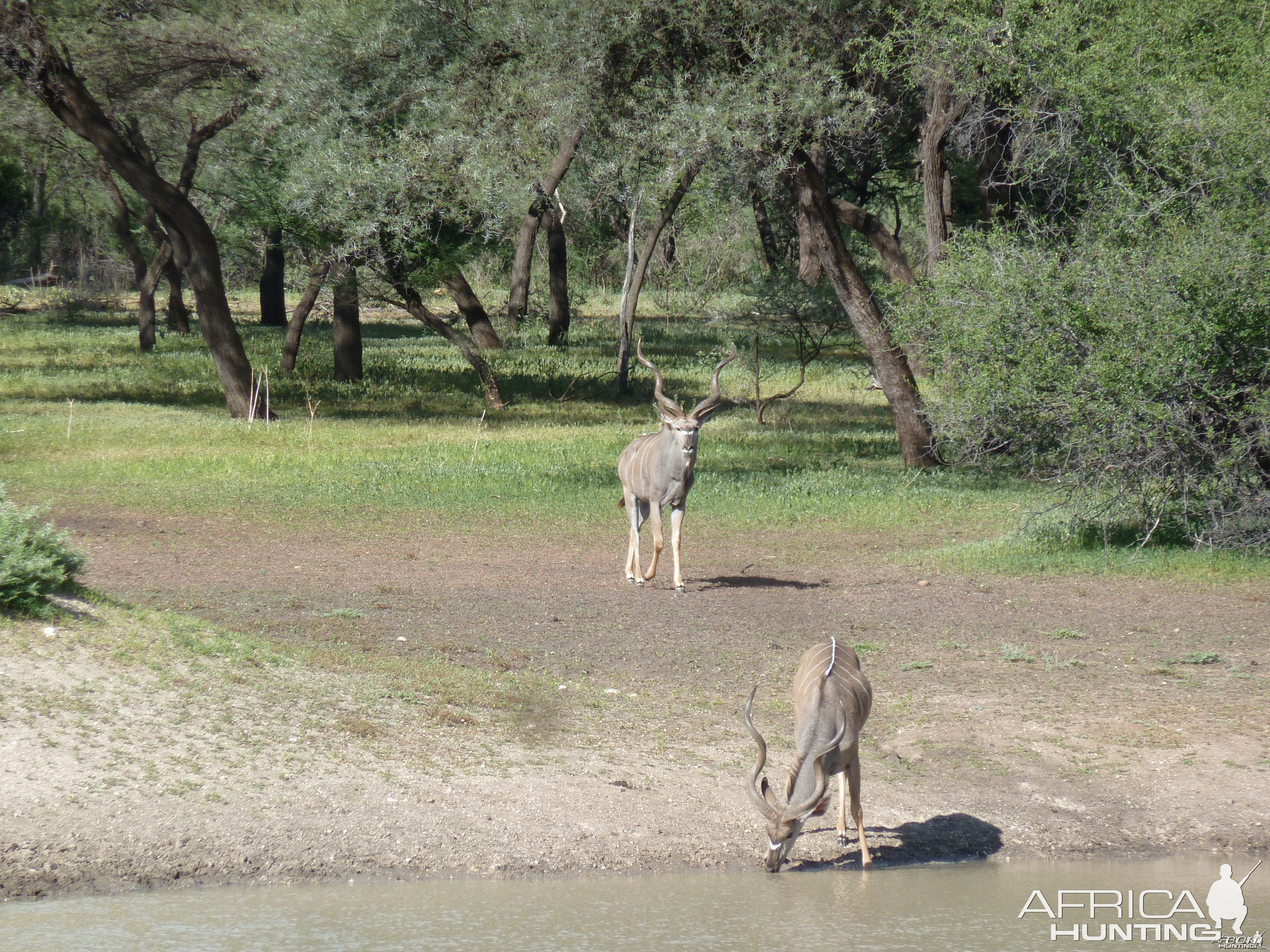 Kudu Namibia