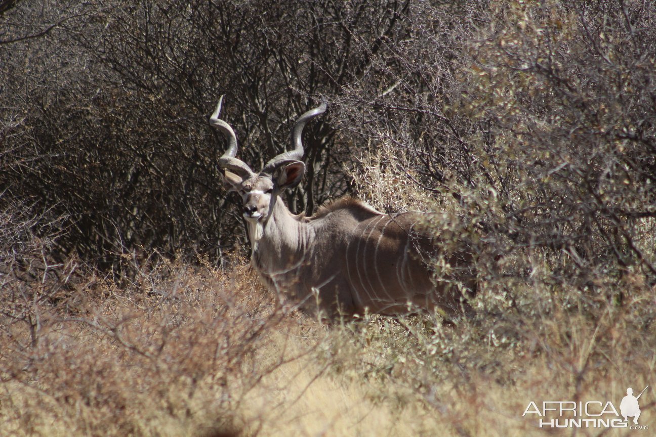 Kudu Namibia