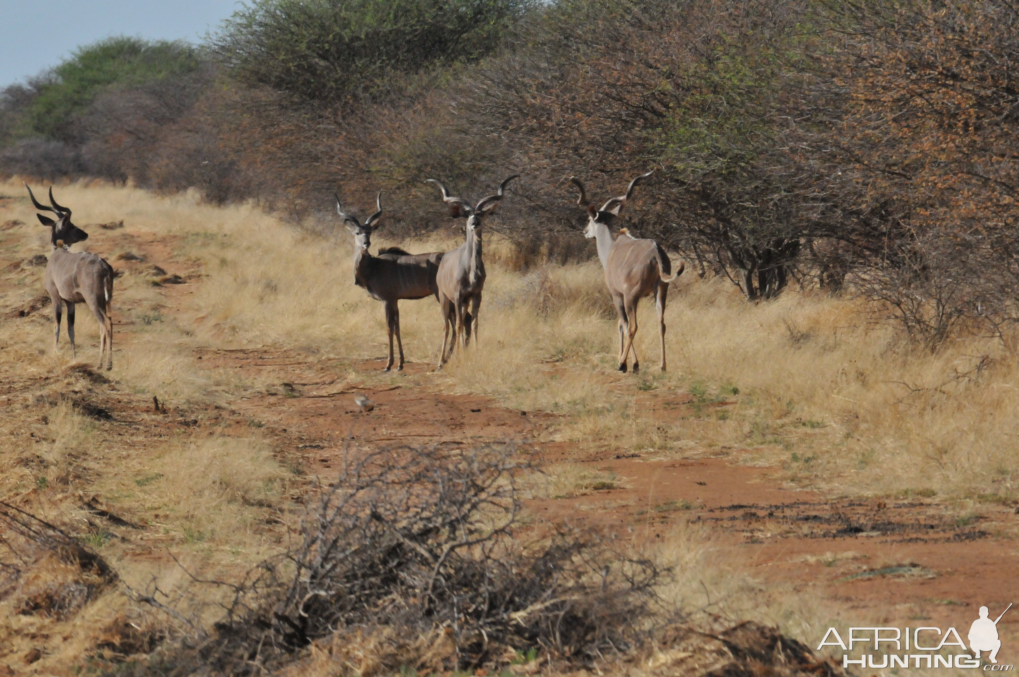 Kudu Namibia