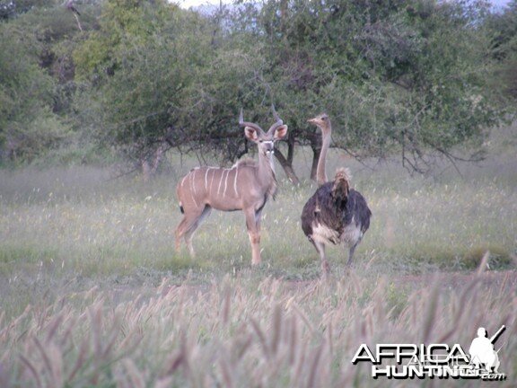 Kudu Namibia