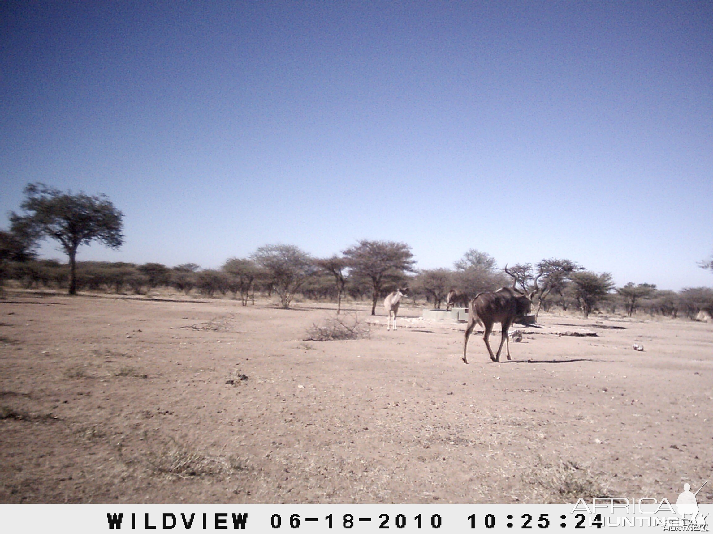 Kudu, Namibia