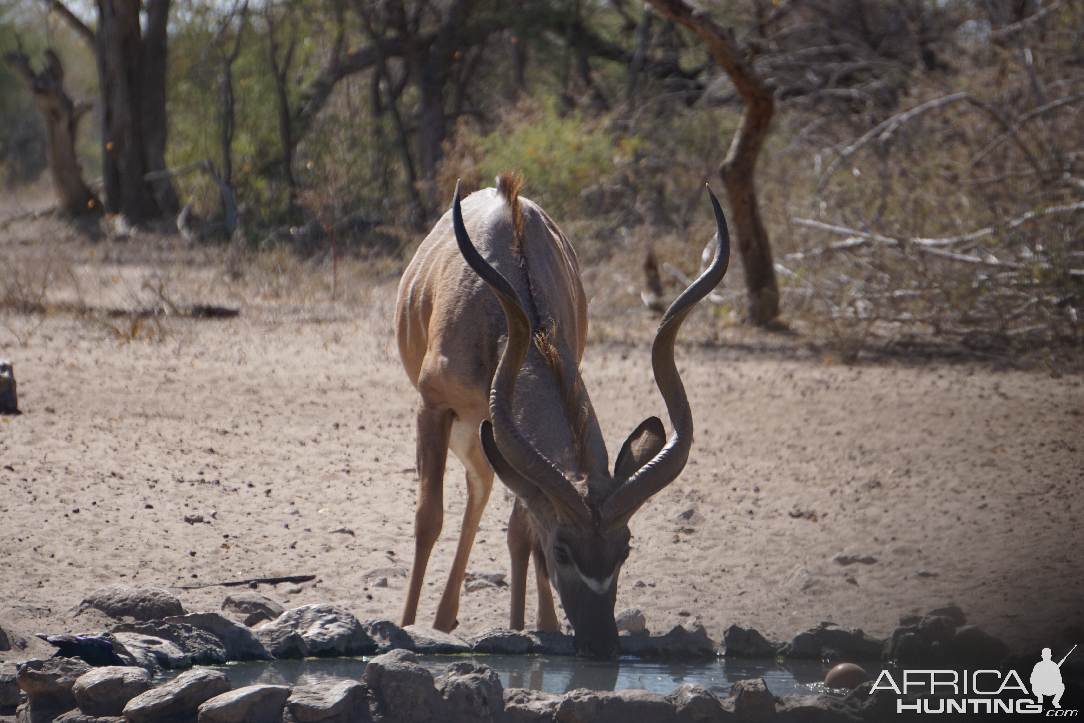 Kudu Namibia