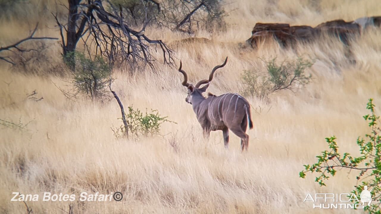 Kudu Namibia