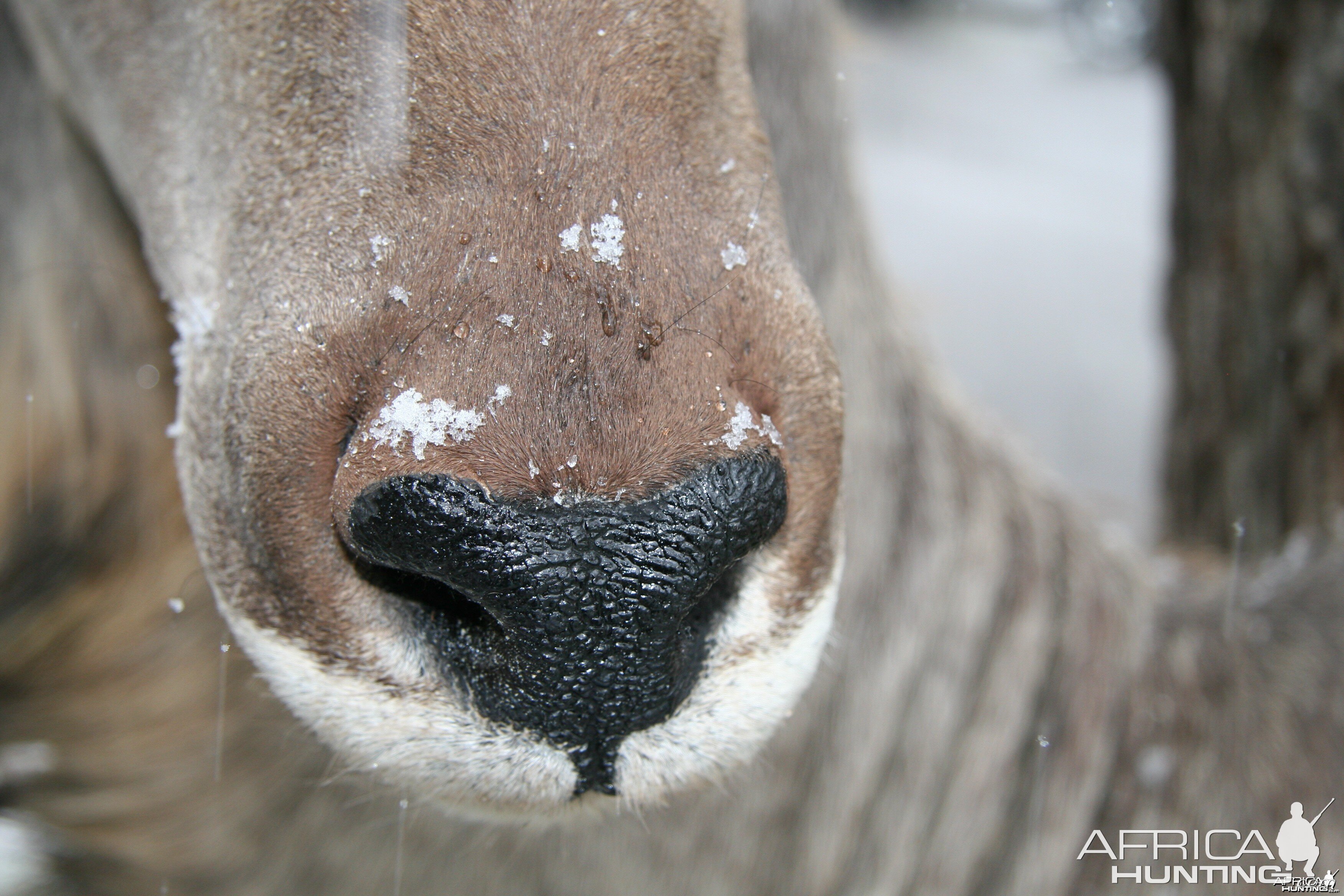 Kudu Nose Snow
