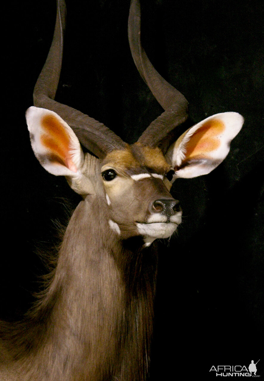 Kudu / Nyala Double Pedestal Mount Taxidermy