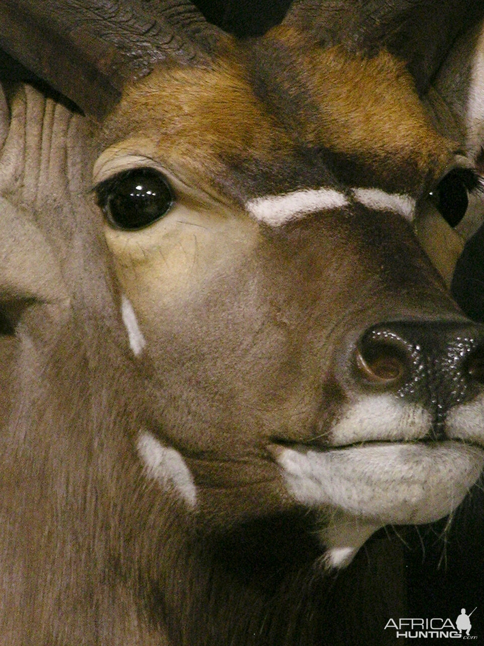 Kudu / Nyala Double Pedestal Mount Taxidermy