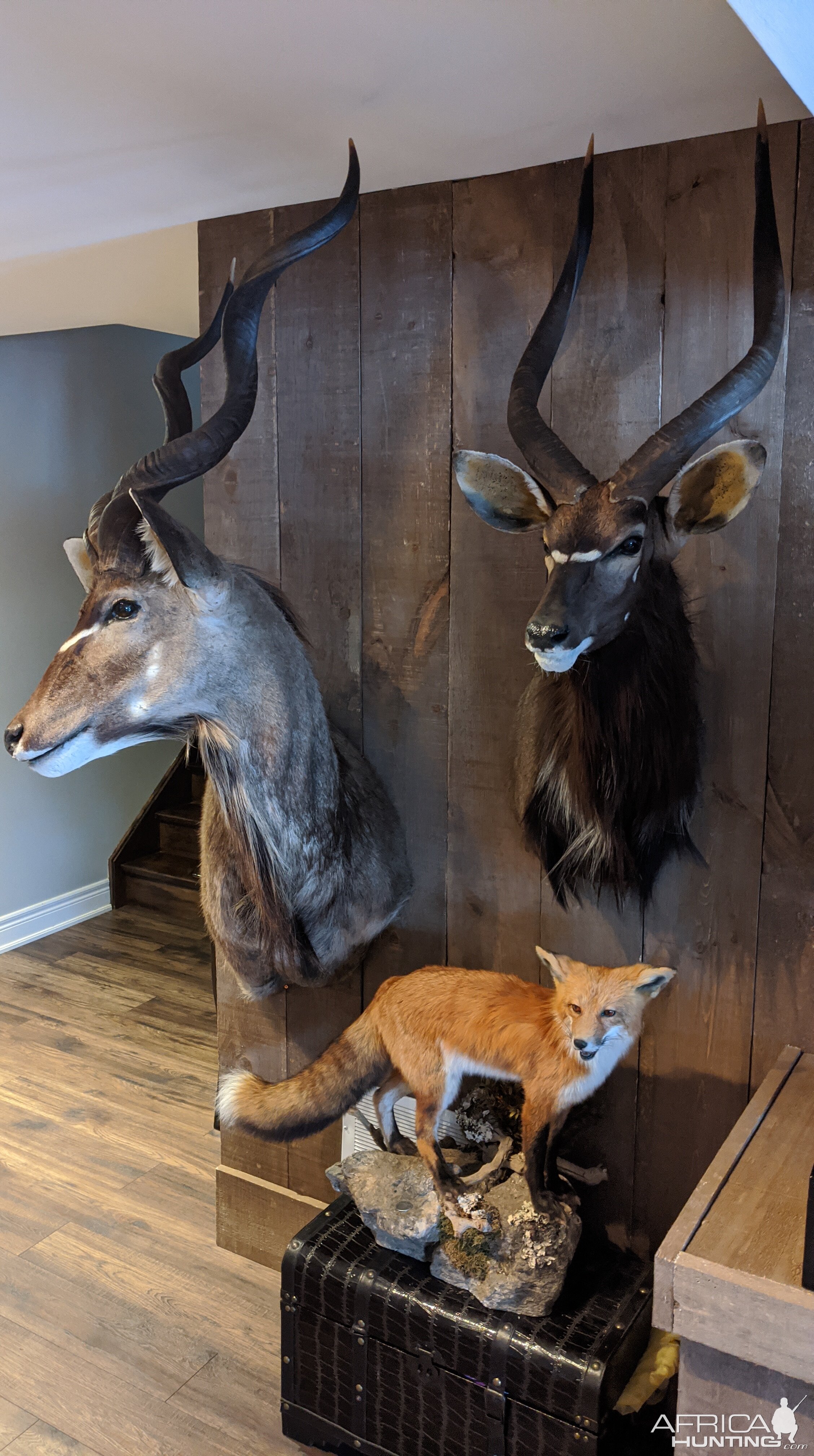 Kudu & Nyala Shoulder Mount Taxidermy