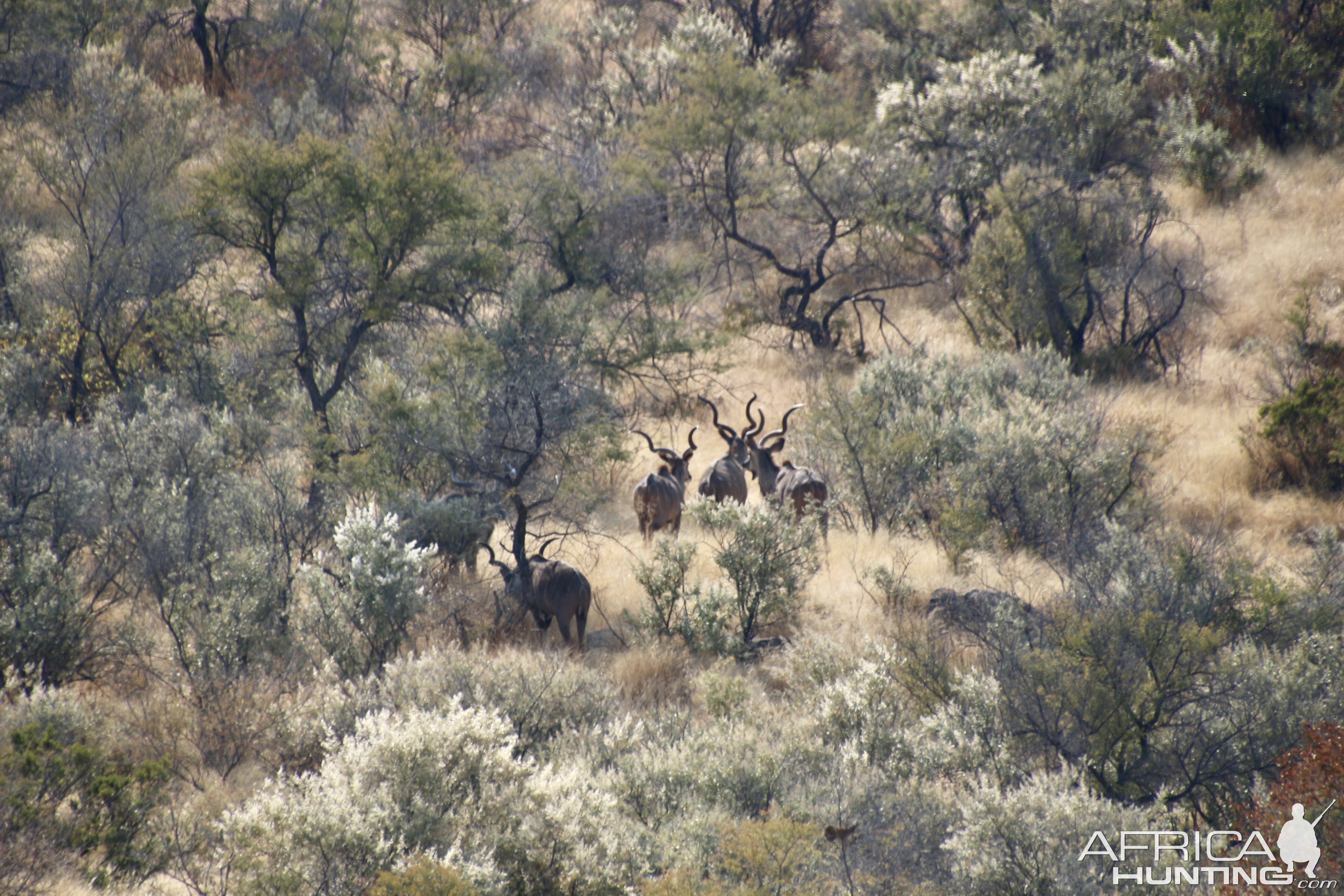 Kudu on a slow climb