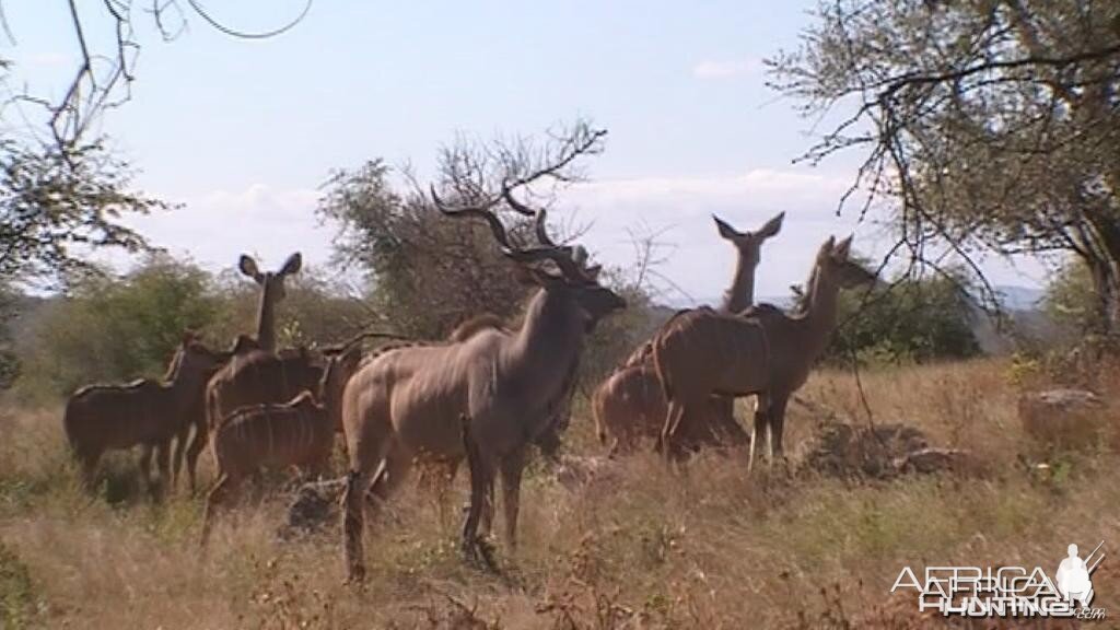 Kudu on alert