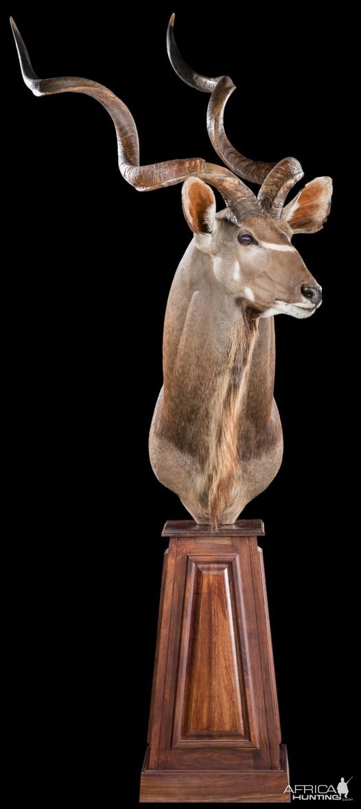 Kudu Pedestal Mount Taxidermy