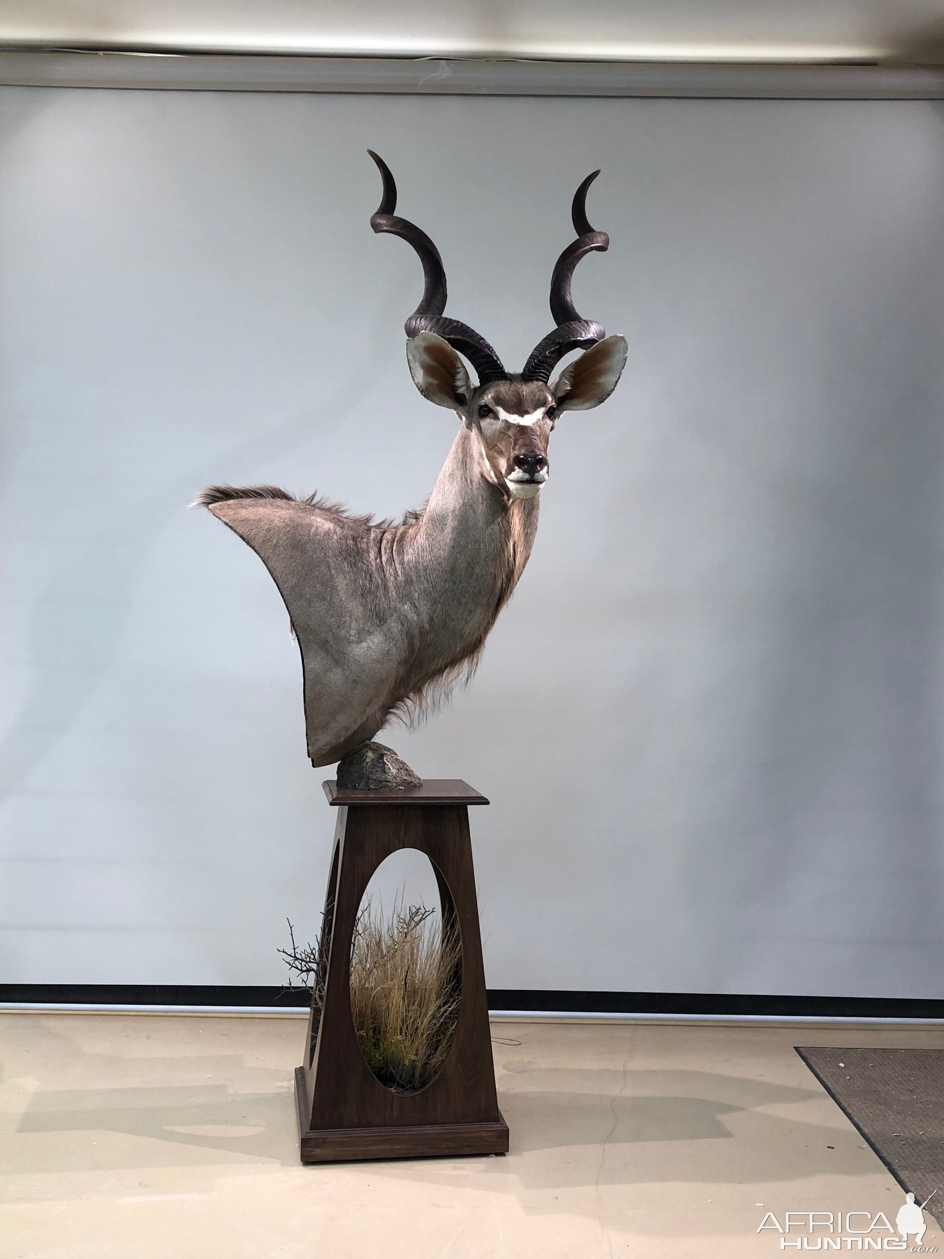 Kudu Pedestal Mount Taxidermy