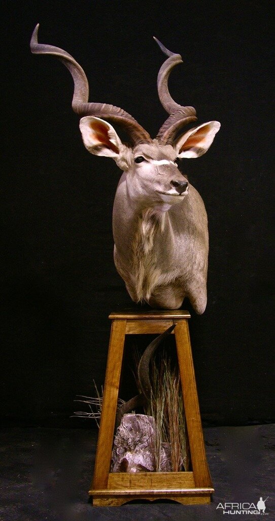 Kudu Pedestal Taxidermy