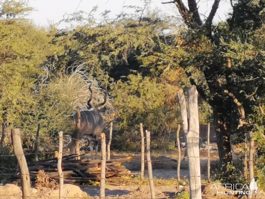 Kudu Rut in Botswana