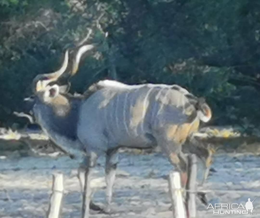 Kudu Rut in Botswana