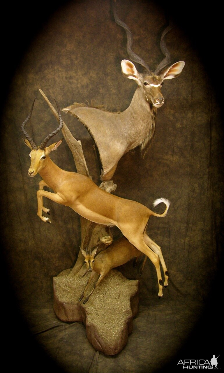 Kudu Shoulder Mount Combined with Impala & Duiker Full Mount Pedestal Taxidermy